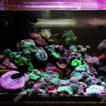 海老沼様　1800Ｘ700Ｘ600オーバーフロー水槽