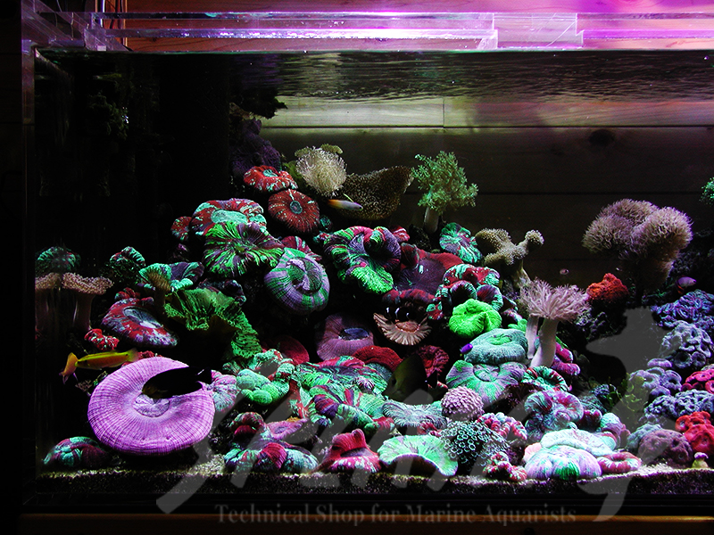  海老沼様　1800×700×600オーバーフロー水槽