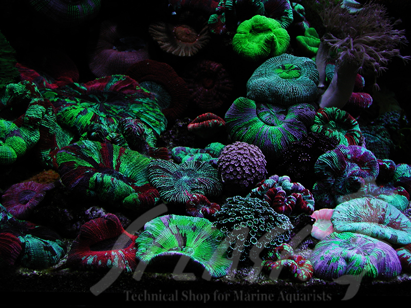 海老沼様　1800×700×600オーバーフロー水槽