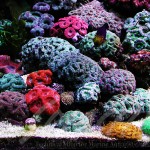 海老沼様　1800Ｘ700Ｘ600オーバーフロー水槽