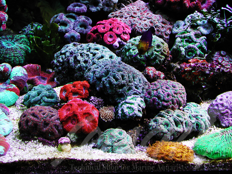 海老沼様　1800×700×600オーバーフロー水槽