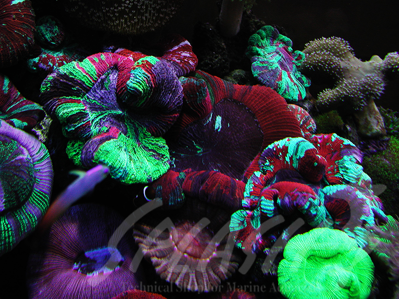 海老沼様　1800×700×600オーバーフロー水槽