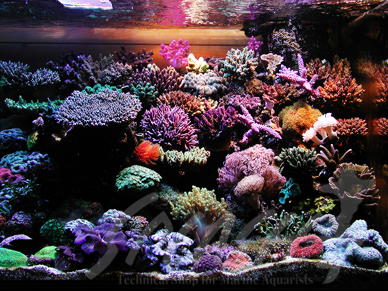 海老沼様　1800×700×600オーバーフロー水槽