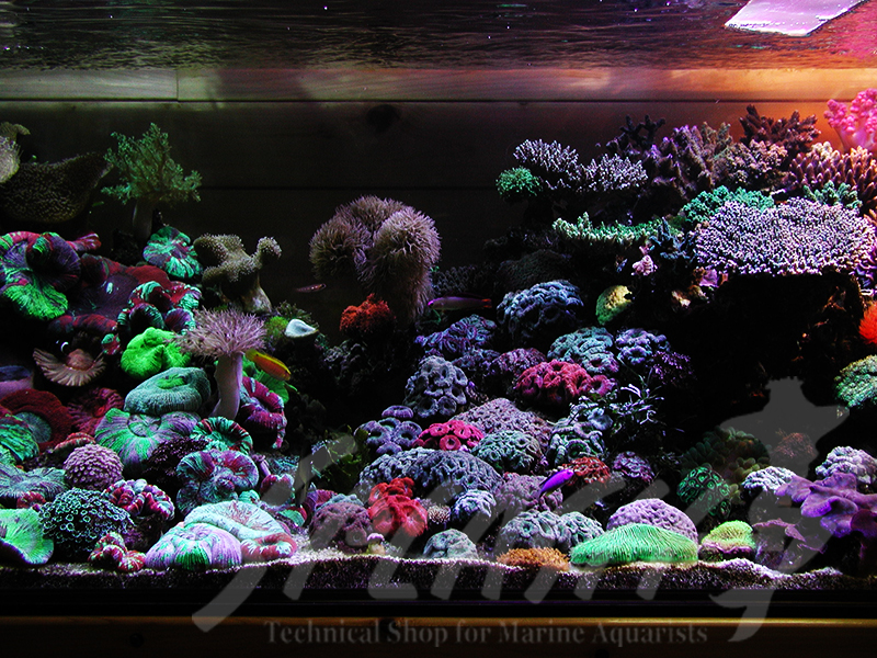 海老沼様　1800×700×600オーバーフロー水槽