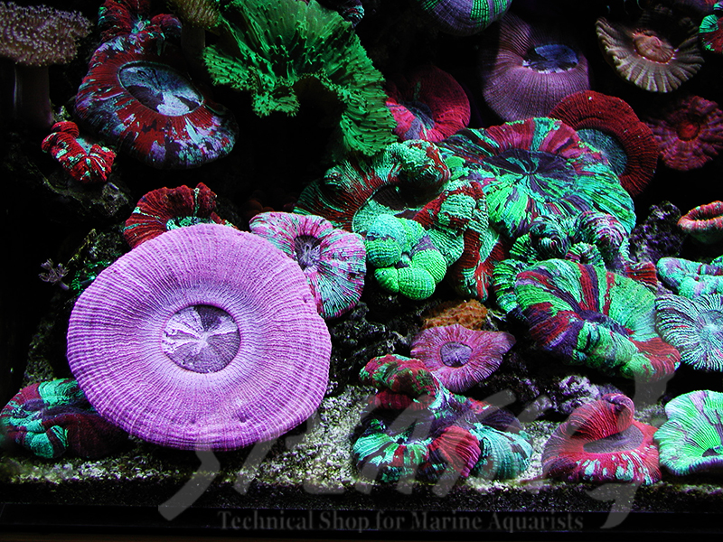 海老沼様　1800×700×600オーバーフロー水槽