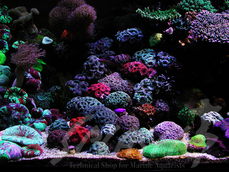 海老沼様　1800×700×600オーバーフロー水槽