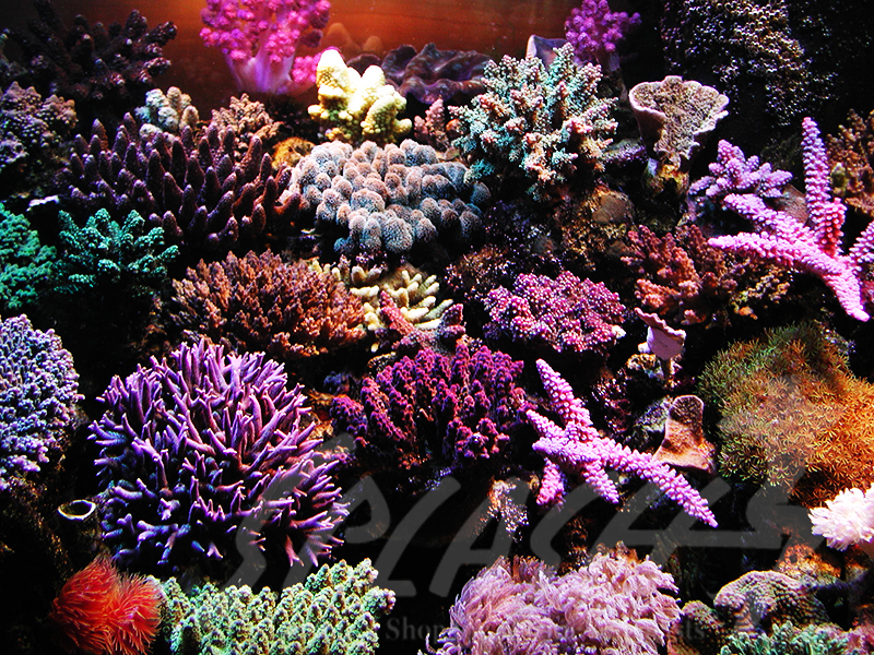 海老沼様　1800×700×600オーバーフロー水槽