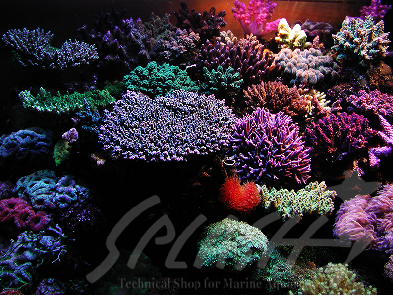 海老沼様　1800×700×600オーバーフロー水槽