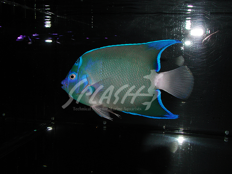 セントポールクイーンエンゼル