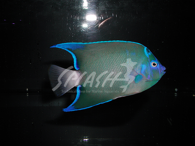 セントポールクイーンエンゼル