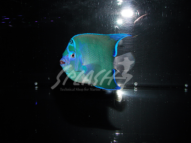 セントポールクイーンエンゼル