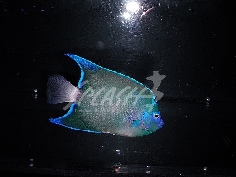 セントポールクイーンエンゼル