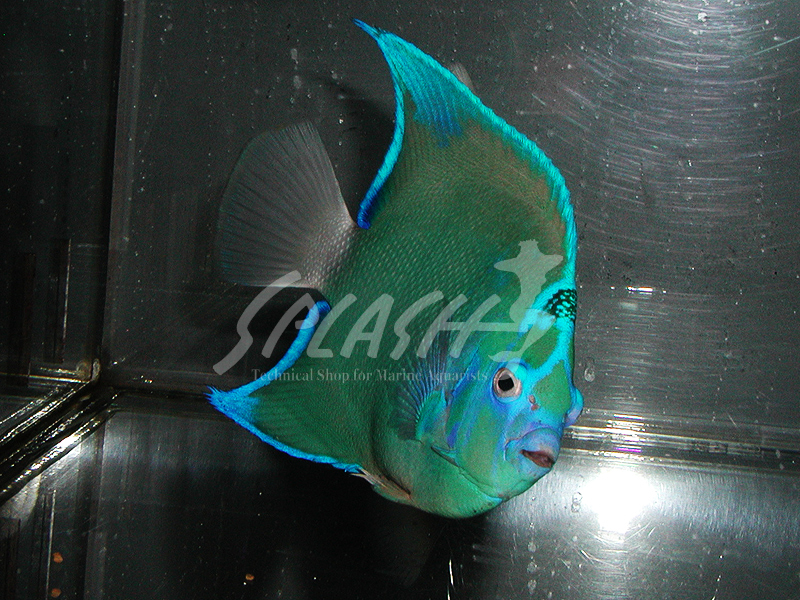 セントポールクイーンエンゼル