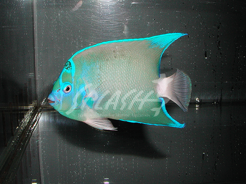 セントポールクイーンエンゼル