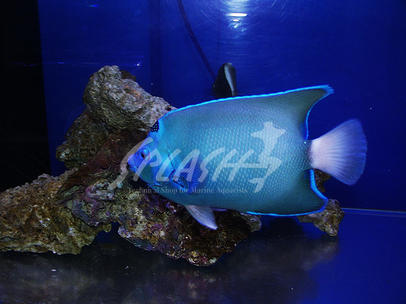 セントポールクイーンエンゼル