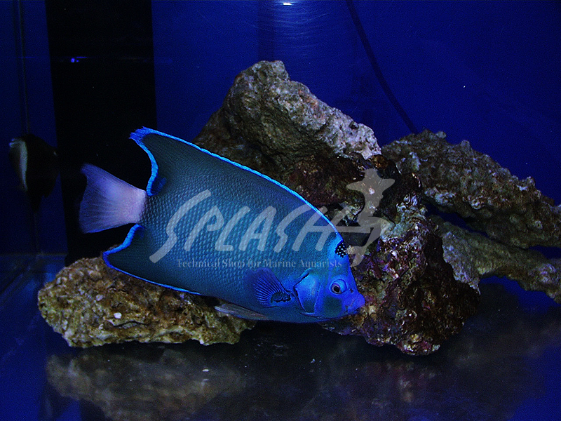 セントポールクイーンエンゼル