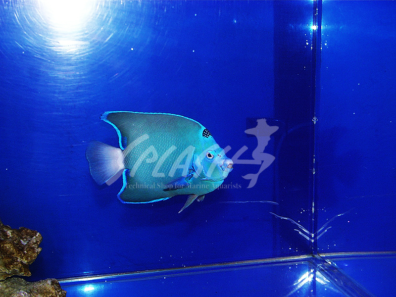 セントポールクイーンエンゼル