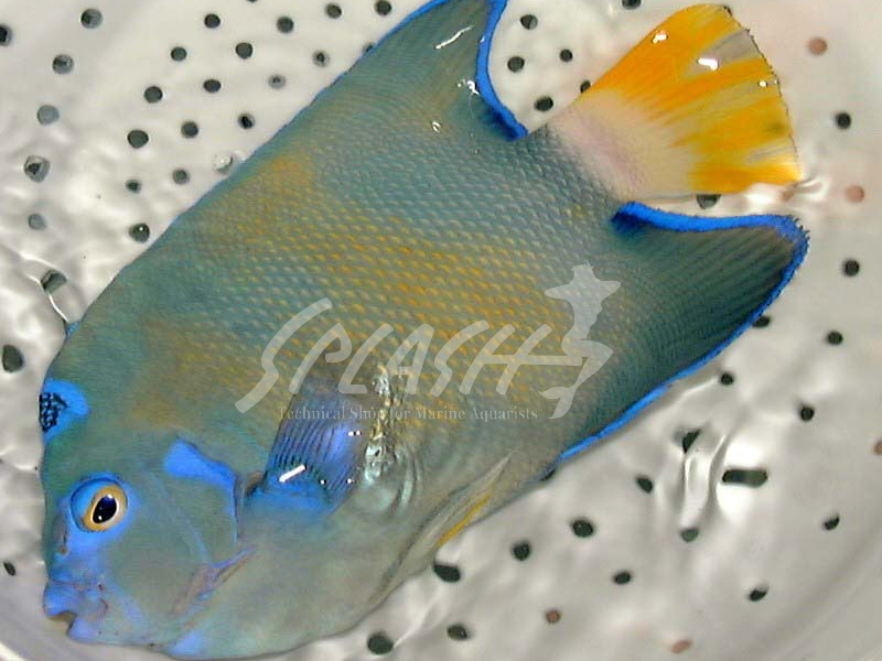 セントポールクイーンエンゼル