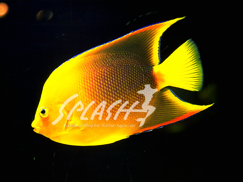 ロッククイーンエンゼル