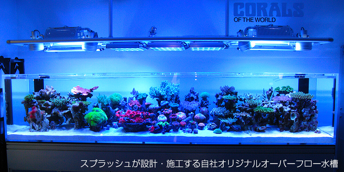 スプラッシュのオーバーフロー水槽