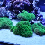 これがプロショップ!高品質で状態バッチリなミドリイシ、ハードコーラル、ソフトコーラル!