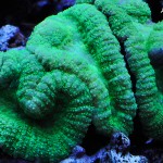 これがプロショップ!高品質で状態バッチリなミドリイシ、ハードコーラル、ソフトコーラル!