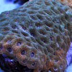 これがプロショップ!高品質で状態バッチリなミドリイシ、ハードコーラル、ソフトコーラル!