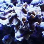 これがプロショップ!高品質で状態バッチリなミドリイシ、ハードコーラル、ソフトコーラル!