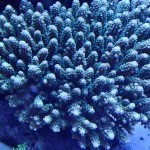 これがプロショップ!高品質で状態バッチリなミドリイシ、ハードコーラル、ソフトコーラル!