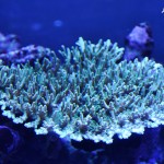 これがプロショップ!高品質で状態バッチリなミドリイシ、ハードコーラル、ソフトコーラル!