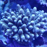 これがプロショップ!高品質で状態バッチリなミドリイシ、ハードコーラル、ソフトコーラル!