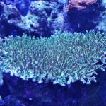 これがプロショップ!高品質で状態バッチリなミドリイシ、ハードコーラル、ソフトコーラル!