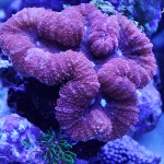 これがプロショップ!高品質で状態バッチリなミドリイシ、ハードコーラル、ソフトコーラル!