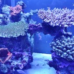 これがプロショップ!高品質で状態バッチリなミドリイシ、ハードコーラル、ソフトコーラル!