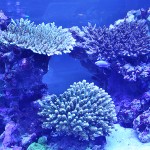 これがプロショップ!高品質で状態バッチリなミドリイシ、ハードコーラル、ソフトコーラル!