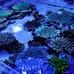 これがプロショップ!高品質で状態バッチリなミドリイシ、ハードコーラル、ソフトコーラル!