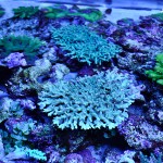 これがプロショップ!高品質で状態バッチリなミドリイシ、ハードコーラル、ソフトコーラル!