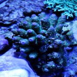 これがプロショップ!高品質で状態バッチリなミドリイシ、ハードコーラル、ソフトコーラル!