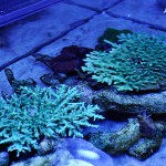 これがプロショップ!高品質で状態バッチリなミドリイシ、ハードコーラル、ソフトコーラル!