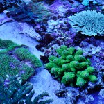 これがプロショップ!高品質で状態バッチリなミドリイシ、ハードコーラル、ソフトコーラル!