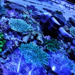 これがプロショップ!高品質で状態バッチリなミドリイシ、ハードコーラル、ソフトコーラル!