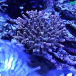 これがプロショップ!高品質で状態バッチリなミドリイシ、ハードコーラル、ソフトコーラル!