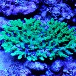 これがプロショップ!高品質で状態バッチリなミドリイシ、ハードコーラル、ソフトコーラル!