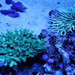 これがプロショップ!高品質で状態バッチリなミドリイシ、ハードコーラル、ソフトコーラル!