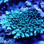 これがプロショップ!高品質で状態バッチリなミドリイシ、ハードコーラル、ソフトコーラル!