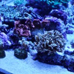 これがプロショップ!高品質で状態バッチリなミドリイシ、ハードコーラル、ソフトコーラル!