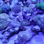 これがプロショップ!高品質で状態バッチリなミドリイシ、ハードコーラル、ソフトコーラル!