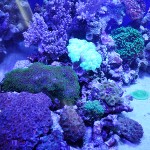 これがプロショップ!高品質で状態バッチリなミドリイシ、ハードコーラル、ソフトコーラル!