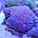 これがプロショップ!高品質で状態バッチリなミドリイシ、ハードコーラル、ソフトコーラル!