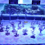 これがプロショップ!高品質で状態バッチリなミドリイシ、ハードコーラル、ソフトコーラル!